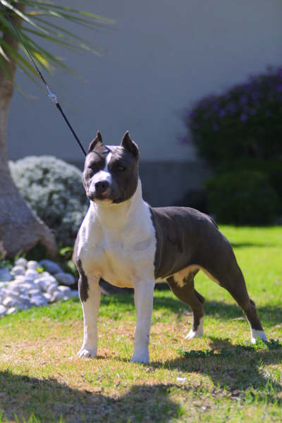 Alita azul chica chida