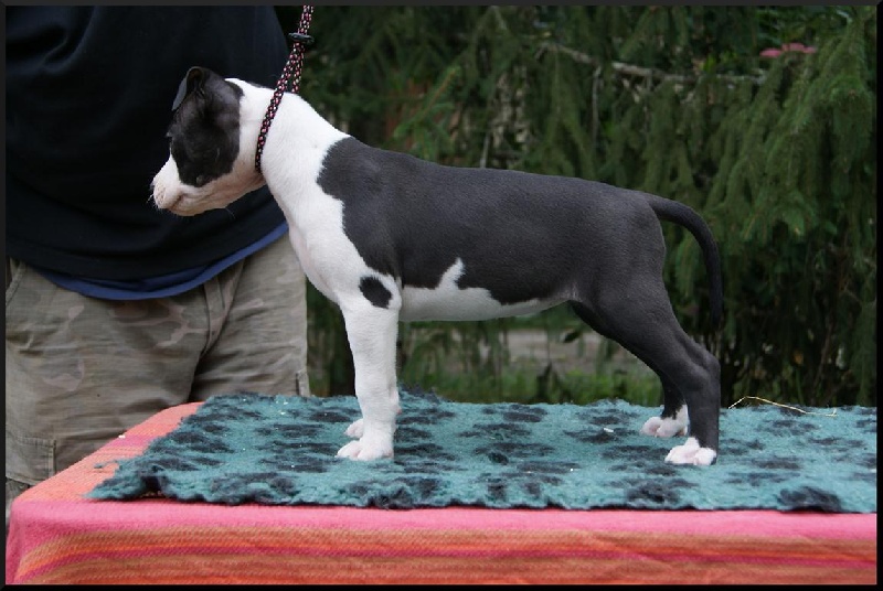 chiot American Staffordshire Terrier from Urcos Not Dead