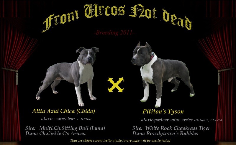 from Urcos Not Dead - American Staffordshire Terrier - Portée née le 30/08/2011